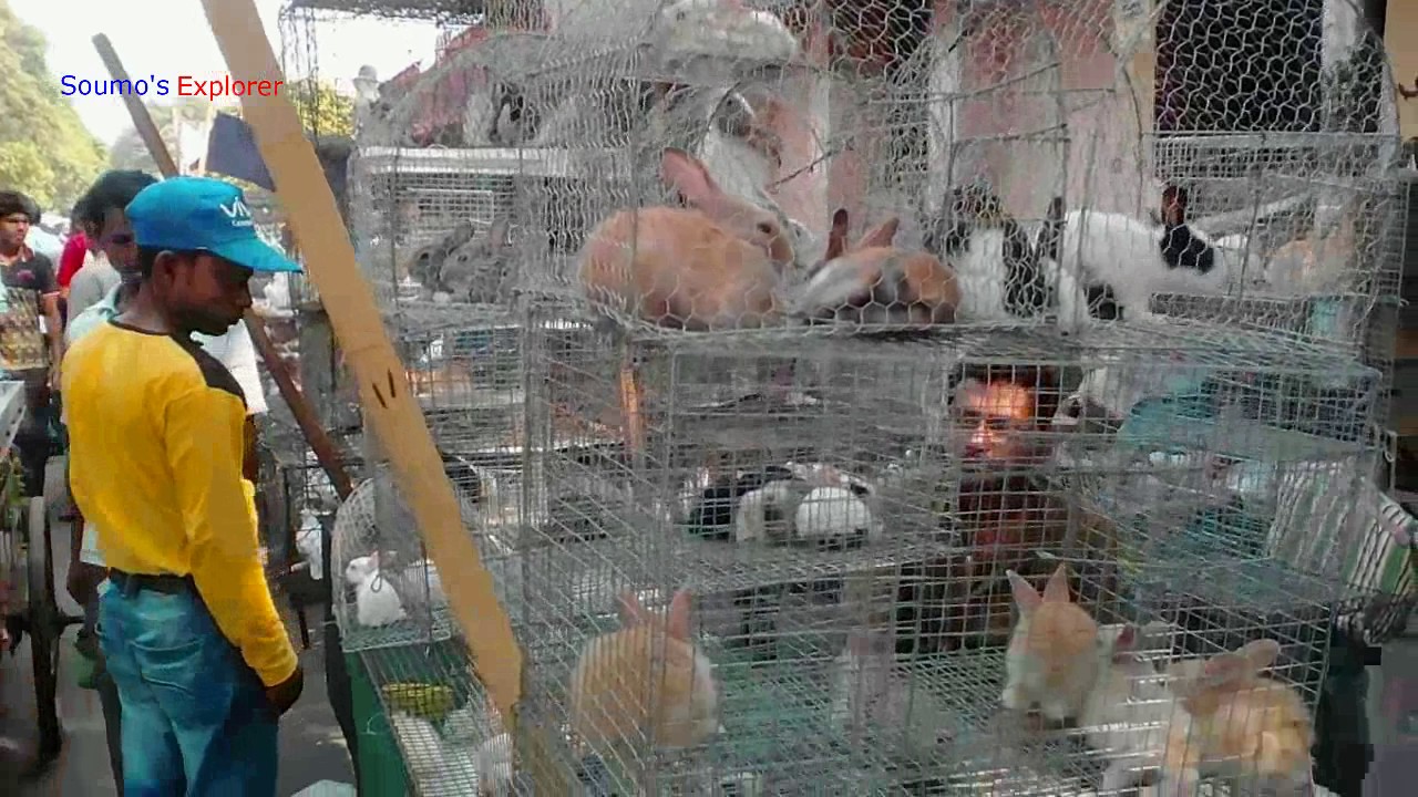 Pet Rabbits Being Sold At Kolkata Galiff Street Pet Market YouTube