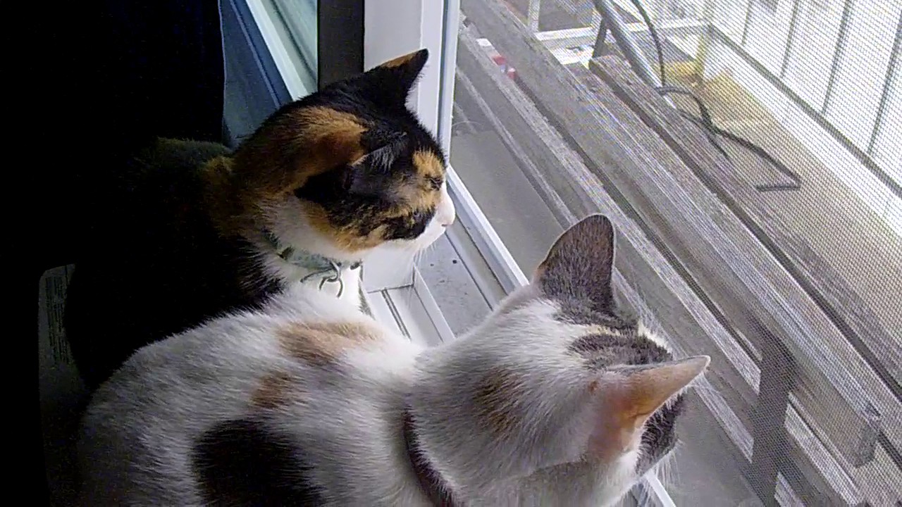 Pussy Cats meowing vibrato out the window YouTube