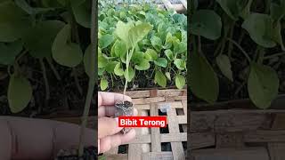 bibit terong siap tanam #shorts #shortviral