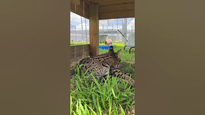 Video 10300571: adorable savannah cat, savannah cat enjoying, cat shaded