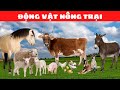 Âm Thanh Các Con Vật | Động Vật Nông Trại, Động Vật Rừng, Động Vật Biển, Các Loài Chim | Con Gì Đây