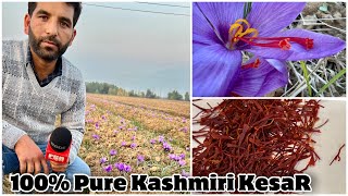 Saffron Fields of Pampore & 100% Pure Kesar at Organic Dry Fruits Shop Kashmir