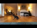Cat plays VR 180° 3D