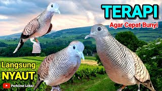 Perkutut Lokal Gacor Suara Pancingan Agar Burung Perkutut Cepat Bunyi Gacor Manggung #perkututlokal