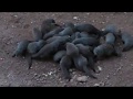 Mongoose Mania in Marloth Park