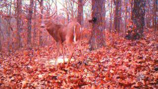 Good 8 Point.AVI