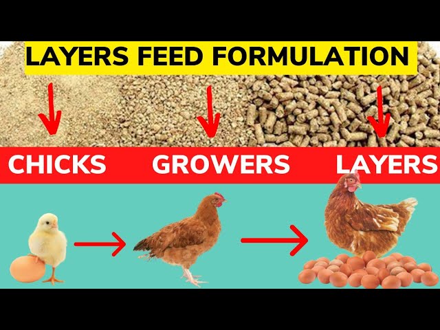 LAYER CHICKEN FEED FORMULATION. Make Your Own Layers Chicken Feed Easily. Chicks, Growers, Layers. class=