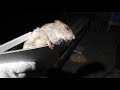猫すらビビるデカねずみ捕まえたッッ!!! ねずみ戦争その⑤