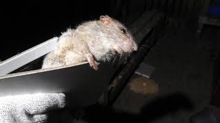 猫すらビビるデカねずみ捕まえたッッ！！！ ねずみ戦争その⑤
