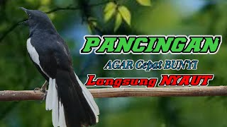 SIULAN KACER NGEPLONG GACOR PAGI HARI MEMANCING KACER BAHAN SUPAYA LEKAS NYAUT CEPAT BUNYI GACOR