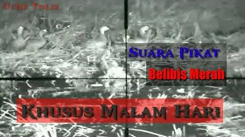 Suara pikat Belibis Merah||Khusus malam hari||Sangat ampuh