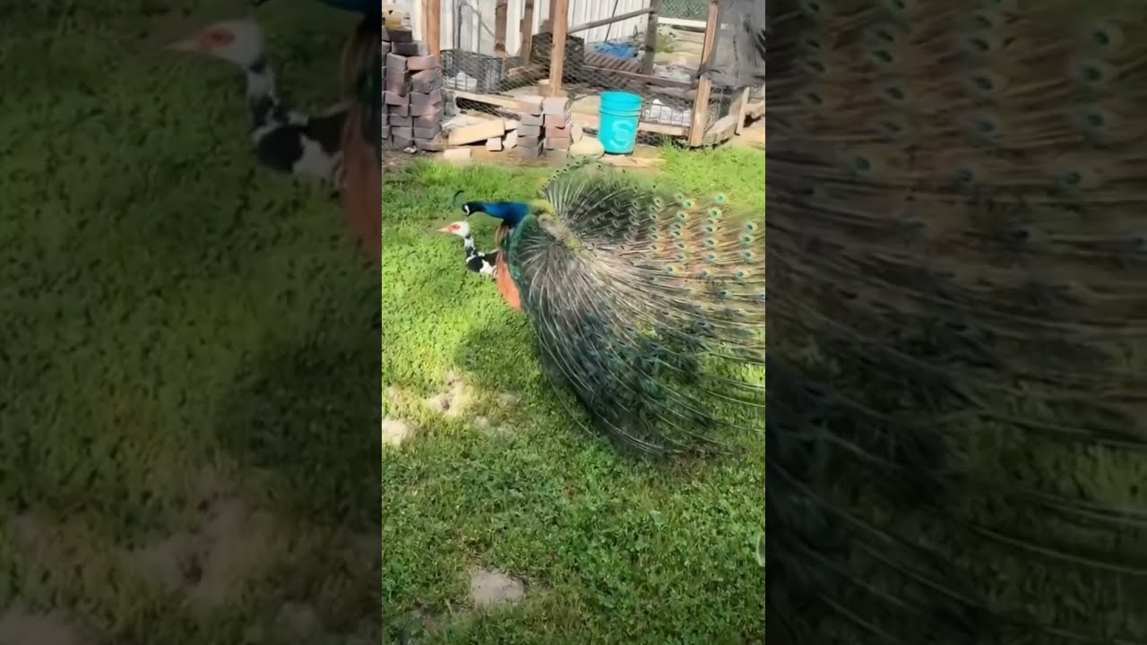 Peacock Meets Duck Nature’s Most Unexpected Love Story 