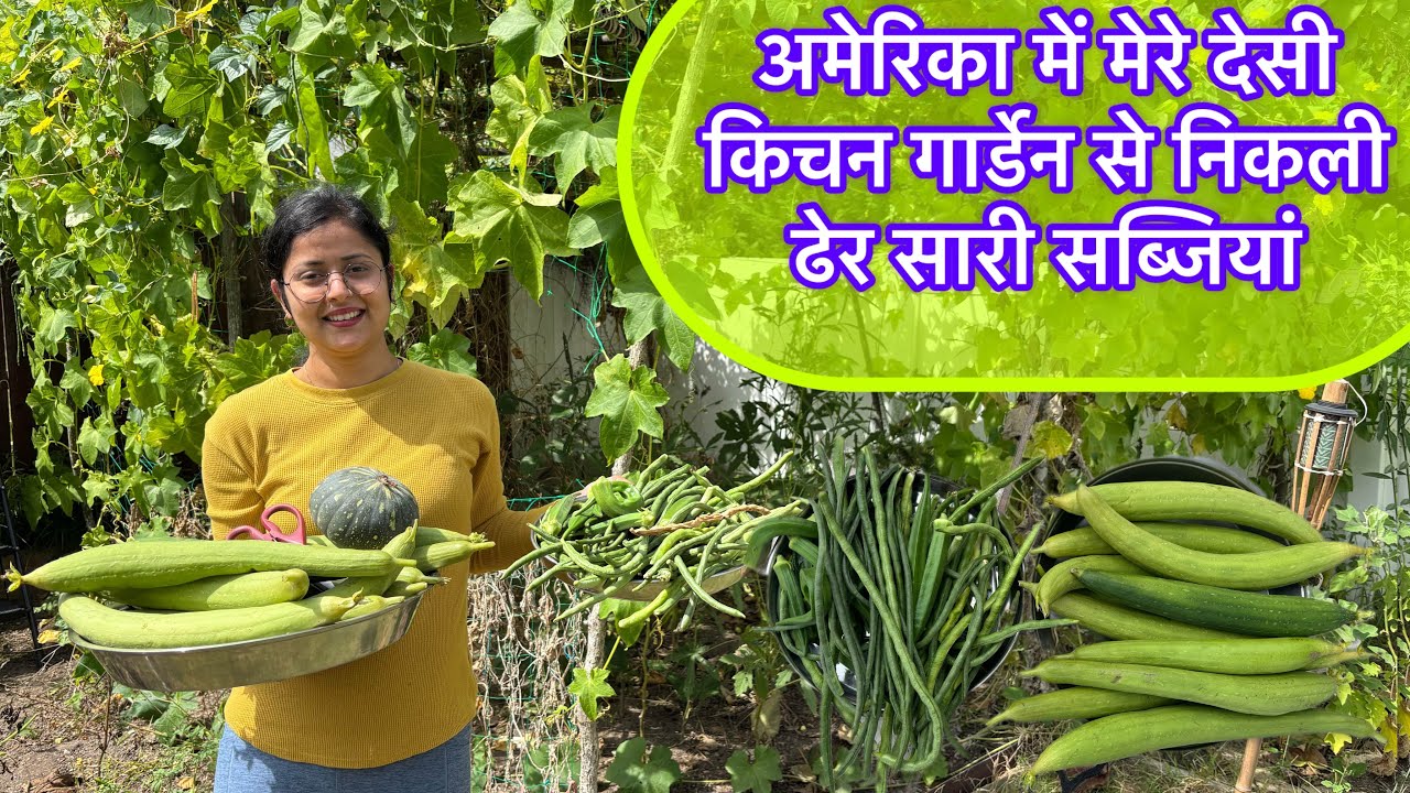 America me mere desi kitchen garden se nikli dher sari vegetable #vlog #harvest #garden #desi #usa 