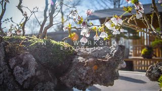 Cherry Blossom Bonsai