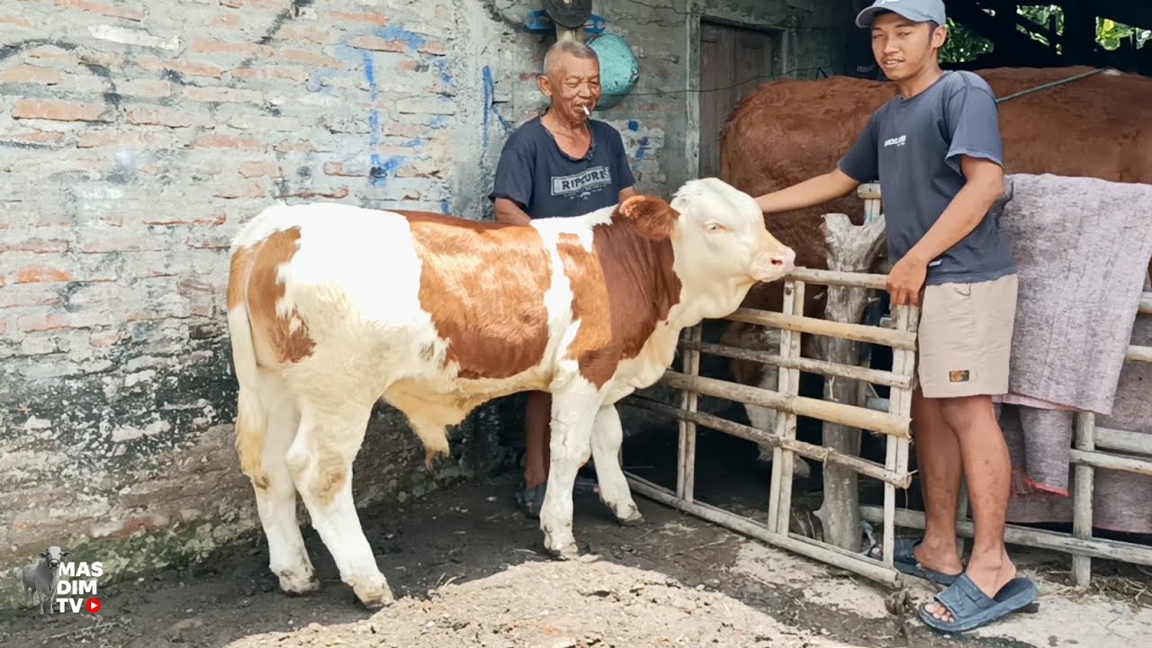 Bawa Pulang Dan Langsung Kirim Pedet Simental Marlboro Super Asli Dari Bantu Menuju Temanggung !!