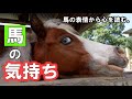 馬の気持ちが分かる体のサイン。(馬って意外といろんなサイン出してます。)
