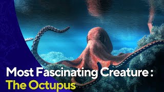 Most Fascinating creature- The Octopus