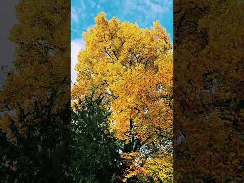 ميادة الحناوي بيني وبينك حب كبير