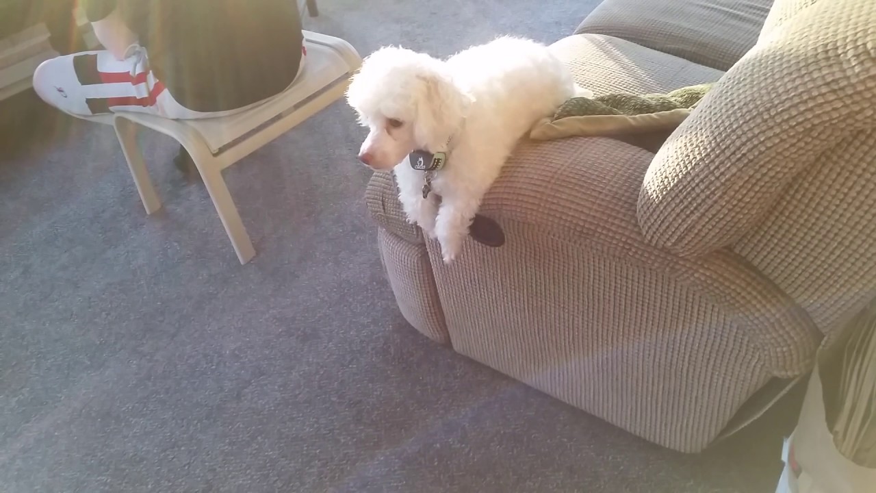 Life Changing Our K9 Mint Small Dog No Bark Collar