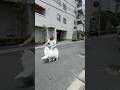【大型犬】9ヶ月のサモエド撮ってみた