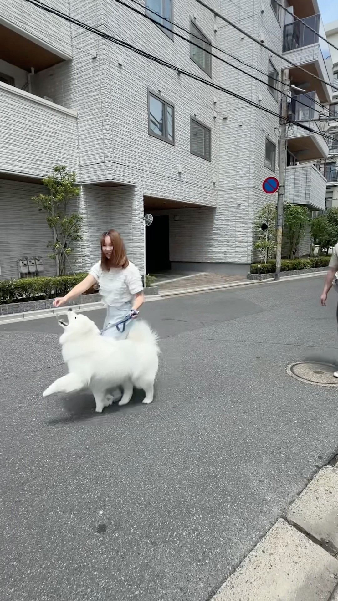 Big Dog] Filming a 9-month-old Samoyed - YouTube
