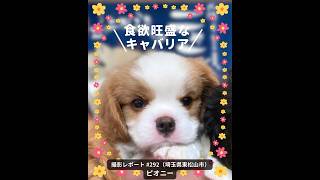 PICTWANカレンダー2027 キャバリア【L判】
