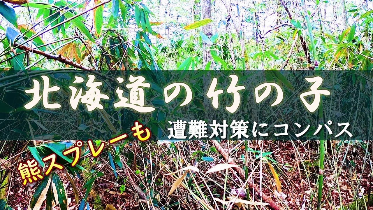Bent Bamboo] Picking bamboo shoots in the bamboo thicket. Be