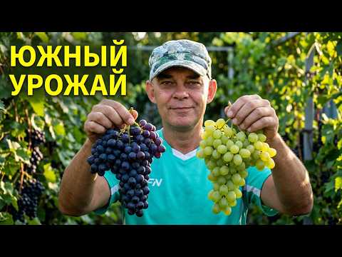 TRY THESE SOUTHERN GRAPE VARIETIES IN THE CENTRAL REGION AND YOU WILL SUCCEED: NERO AND BELOE CHU...