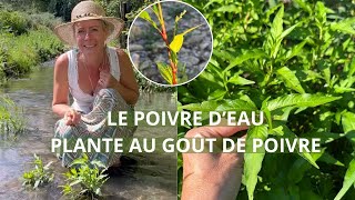 Le poivre d'eau - plante sauvage au goût de poivre