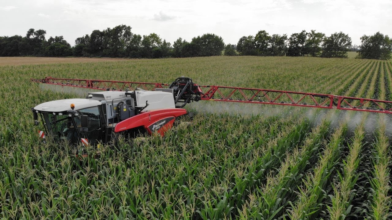 Hatékony védekezés a kukoricamoly és a gyapottok-bagolylepke ellen a Hajdúságban