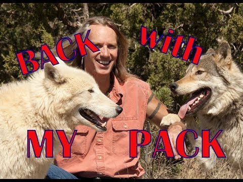 wolf dog for sale uk Back with the pack!