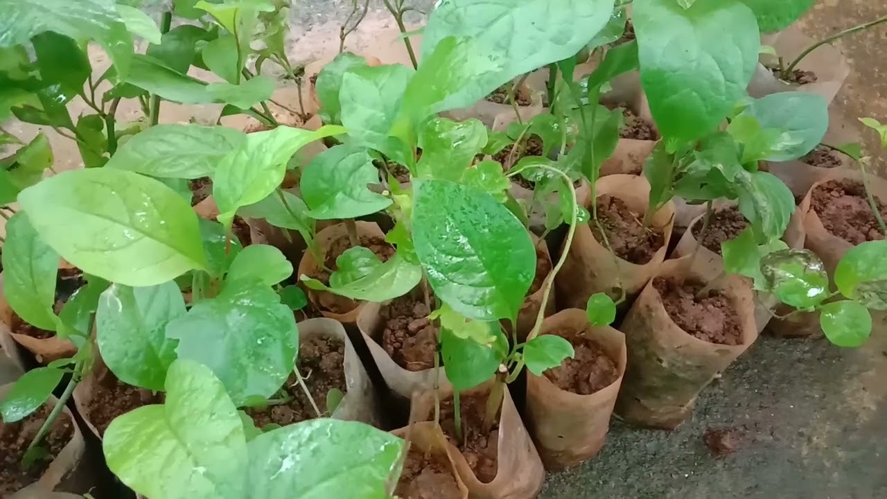 video 🌿💊 Unlock Ancient Healing: Discover വെള്ളക്കൊടുവേലി (Plumbago zeylanica) – Ceylon Leadwort’s Power! 💜🌱