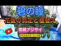 常緑アジサイ【碧の瞳】花後の剪定と植替え