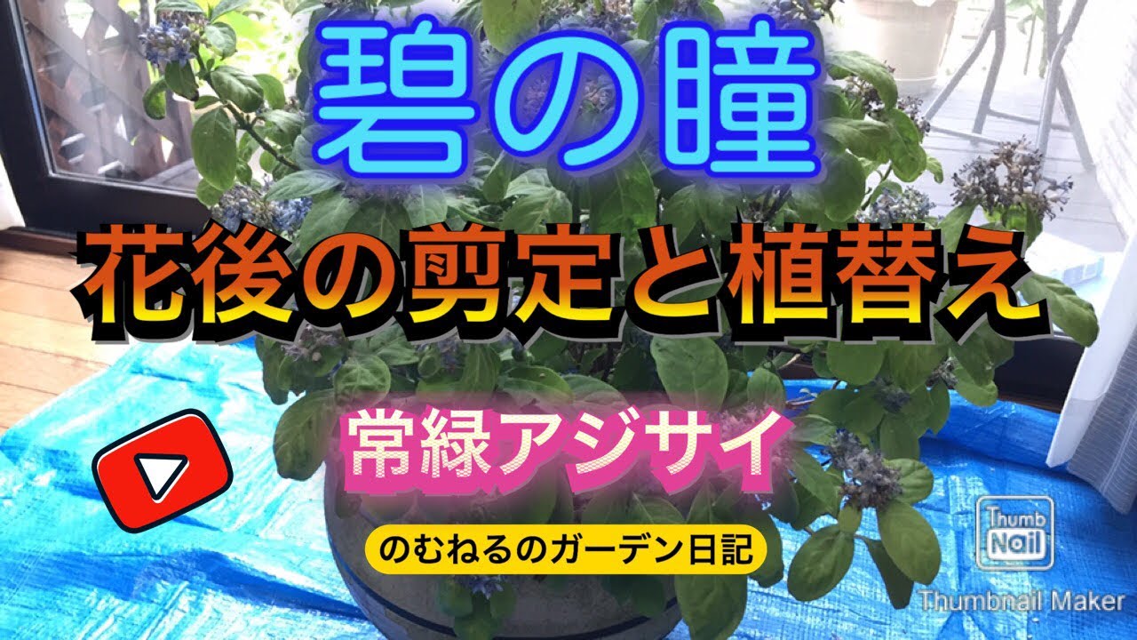 常緑アジサイ【碧の瞳】花後の剪定と植替え
