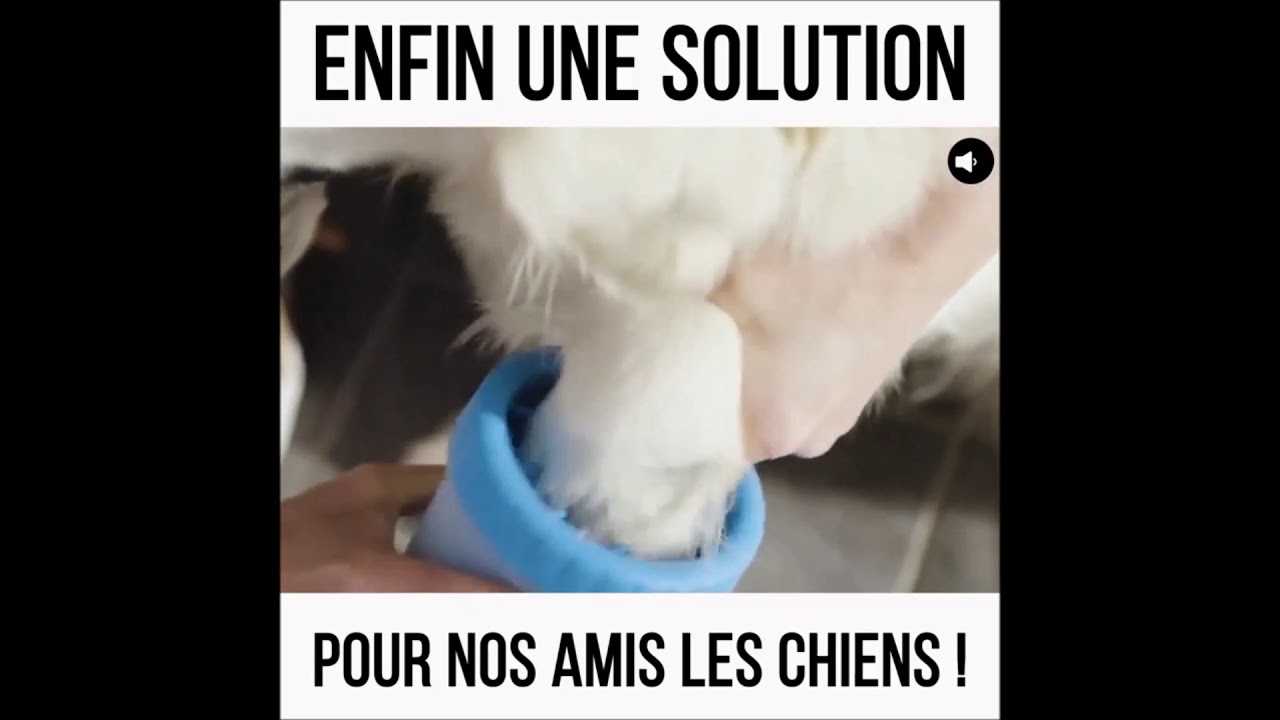 essuie patte pour chien (toute race YouTube