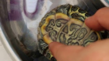 Day 3 of treatment: Two 2-year-old terrapins has shell rot. Treatment