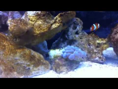 Image result for My first algae bloom 30 gallon saltwater tank - YouTube