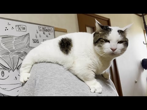 お母さんの背中、お父さんの頭でフミフミする猫