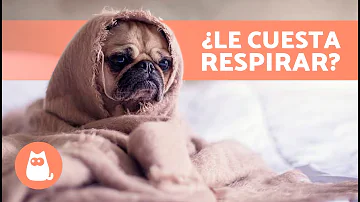 ¿Cómo descongestionar las vías respiratorias de un perro?