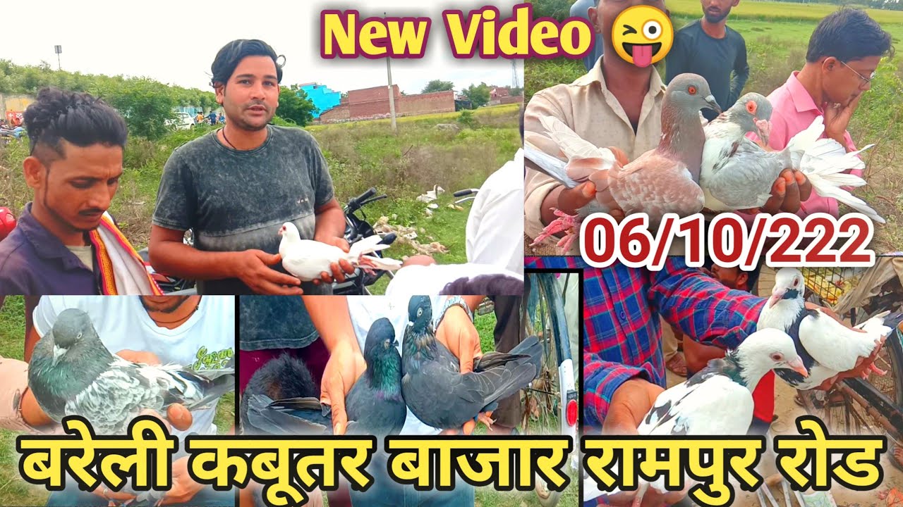 बरेली कबूतर बाजार रामपुर रोड/फतेहगंज कबूतर बाजार/New Video Pigeon Market/Bareilly Kaboota चौक Video