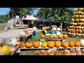 The Great Pumpkin Tree @ 3rd Day Farm!