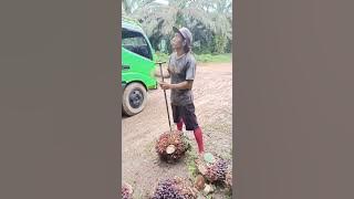 Panen musim hujan buahnya mantap..menyala abangku,💪💪