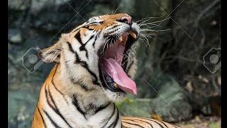 Bengal Tiger Roaring