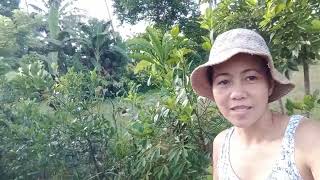 chicken's, azolla pond, mini vegetables farm