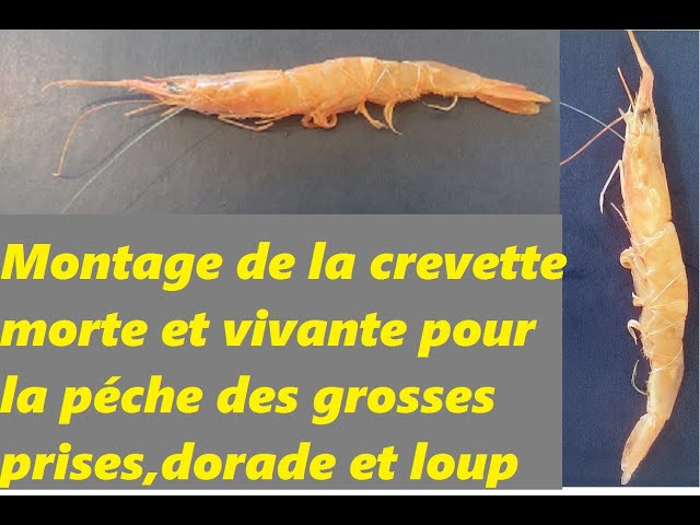 Montage de la crevette vivante et morte pour pécher la dorade et