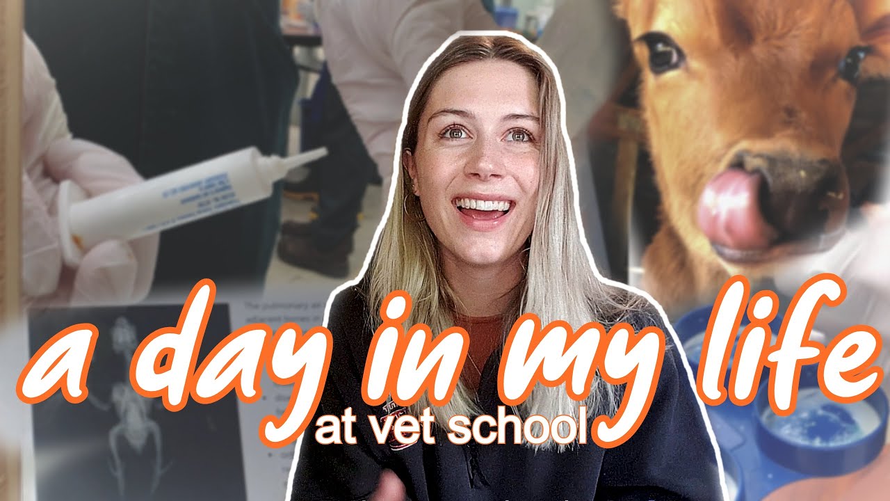 A Day in the Life of a Vet Student Vet School Vlog YouTube