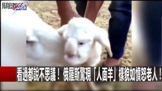 絕對沒見過! 珍貴混血動物「鯨豚、獅虎、灰北極熊」大公開! 朱學恒 黃世聰 黃創夏 20160705-3 關鍵時刻