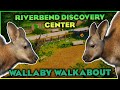 🦘Wallaby Walkabout! | Riverbend Discovery Center