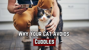 The Real Reason Your Cat Won’t Cuddle & How to Fix it