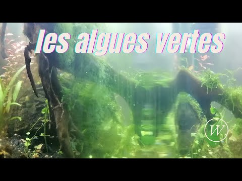 Vidéo: Comment puis-je me débarrasser des algues visqueuses vertes dans mon étang ?